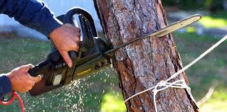 Best Tree Trimming and Pruning  in Wake Village, TX